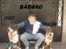 badr